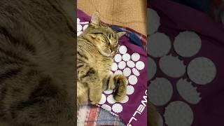 Никто не оплатит #youtube #cat #веселыекоты #shortvideo #catlover #прикольныекоты #котик