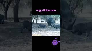 Angry Rhinoceros hit