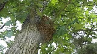 Beekeeping 2017 Swarm in box