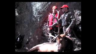 Colorado Elk with Keith Dailey & Hoss Port