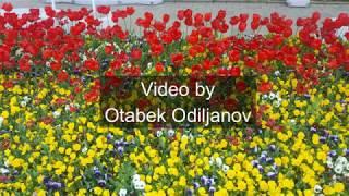 Dongseo University - International College (Otabek Odiljanov)