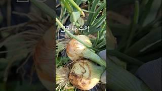 #봄양파 수확 #알이 실하당!#3월 파종한 흰양파