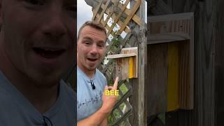 3 Ways to Attract More Bees and Pollinators to Your Garden  