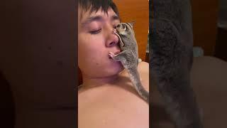 Cute animal kissing man.