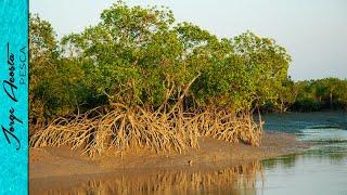 Pesca de PARGOS con MAREA BAJA en el MANGLAR