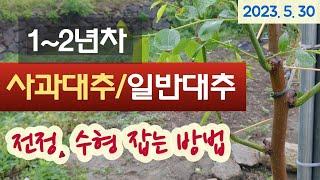 1~2년차 사과대추/일반대추 - 전정, 수형잡는 방법 #순치기 #적심 #동계전정