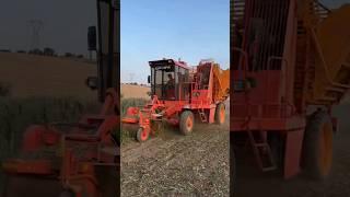 Barigelli europa beetroot harverting!!!#shorts #music #barigelli #beetroot #harvester #loop #farm