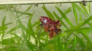 Evolution of Betta Nemo Galaxy before molting to Adulthood.#bettamutation,#Bettamolting,#bettafish