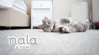 Welcome to the NALA CAT FAM!