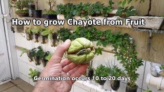 How to grow Chayote from Fruit step by step