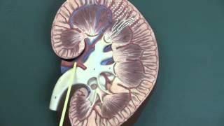 Kidney anatomy
