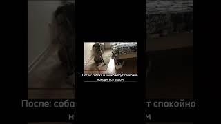 До: собака гоняется за кошкой. Результаты обучения в Школе Антуана Наджаряна #воспитаниесобак