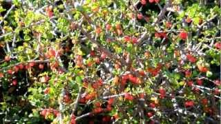 Spiny Redberry, Rhamnus crocea, San Diego, California