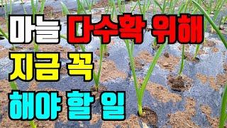 마늘 다수확을 위해 꼭 해야할 일 / 마늘심고 한달 지금 해야할일 / 마늘 월동준비