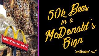 50k Bees In A 65ft. McDonald's Sign