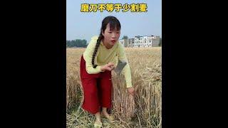 Grinding the knife is not equal to less wheat harvest #Ai funny room fur# Rural Comedy# Joyful Skit