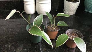 Hoya Macrophylla Verigata Repot | Clean up| The Thrifted Planter