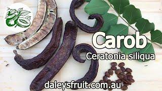 Carob - Ceratonia siliqua   - Self-fertile variety Clifford