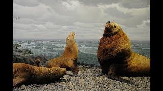 Facts: The Steller Sea Lion