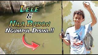 MANCING LELE DAN NILA BABON LIAR..!!