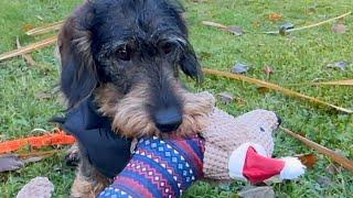 New recruit for Dachshund Teddy's Christmas security team? 