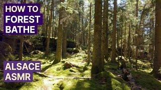 How and Why to Forest Bathe  ASMR Nature Hike in Alsace