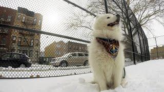 Enzo's Snow Day