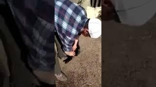 Метод кастрации: тарту