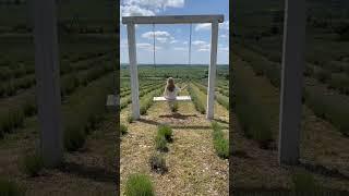 Лавандове поле #лаванда #поле