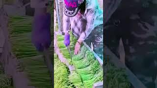 The process of cutting the roots of vegetables is shared