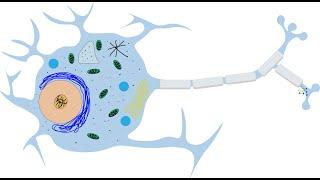 Introduction to Neurons