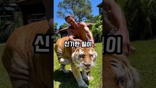 호랑이 귀청소를 해주자 벌어진 일 GTV