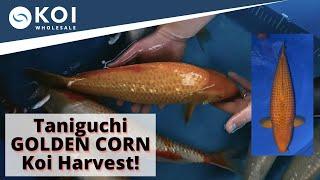 Taniguchi GOLDEN CORN Koi Harvest!