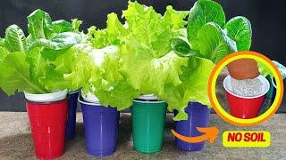 DOUBLE CUP: Grow Salad Greens Without Soil Inside Your Kitchen Using Recycled Cups | DIY Hydroponics