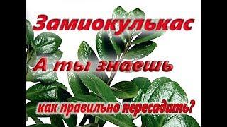 Пересадка комнатного растения своими руками. Советы от компании Ваш сад