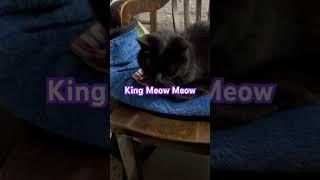 King Meow Meow Said… #pets #life #funny