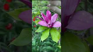 #поэзия       Как жаль....             Медалин Мюррей