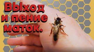 Выход и пение маток. - Как просто вывести маток.