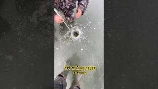 ТРОФЕЙНАЯ ЩУКА 5кг! #рыбалка #fishing #щука #рыбак #трофей #охота #fish #зимняярыбалка #улов #сазан