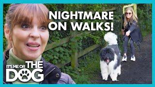 Victoria shocked by Dog's Aggressive Pulling on Walks | It’s Me or The Dog