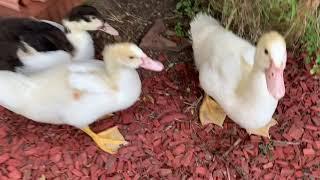 Permaculture backyard duck pond system