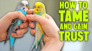 How to Tame Your Budgie Compilation