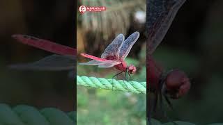 RED DRAGON FLY ::: #shorts #youtube