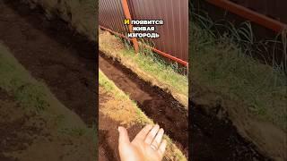 Живая Изгородь Из Туй Как По Линеечке🪴  #дача #сад  #садоводство