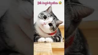 Cat's funny reaction  #funnyshorts #subscribenow #trending #viralvideo #viralshorts #funnyvideos