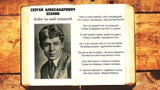 Клён ты мой опавший | Клен ты мой опавший - С.А. Есенин | Стихи слушать