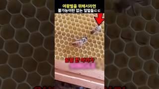 여왕벌을 위해서라면 불가능이란 없는 일벌들ㄷㄷ