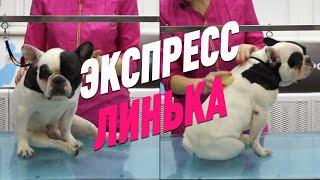 ЭКСПРЕСС ЛИНЬКА / ФРАНЦУЗСКИЙ БУЛЬДОГ / ОБУЧЕНИЕ ГРУМИНГУ / GROOM SCHOOL