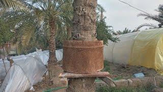 طريقة تجذير النخيل للحفاض على الصنف