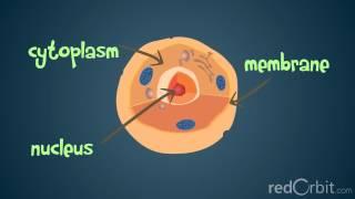 What is a Chromosome?